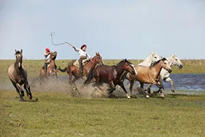 Two gauchos drive a herd of horses through a lagoon of the Estancia Buena Vista, Esquina, Corrientes, Argentina Two gauchos drive a herd of horses through a lagoon of the Estancia Buena Vista, Esquina, Corrientes, Argentina