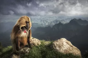 Baboons Collection: Gelada baboon in Simien Mountains National Park, Northern Ethiopia