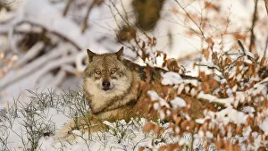 Germany , Bavaria, The magnetic gaze of the Wolf Germany , Bavaria, The magnetic gaze of the Wolf