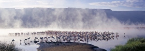 Lake Baringo Gallery: Geysers, hot springs and thousands of lesser flamingos