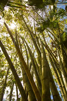 Giant Bamboo, Sir Seewoosagur Ramgoolam Botanical Garden, Pamplemousses, Mauritius Giant Bamboo, Sir Seewoosagur Ramgoolam Botanical Garden, Pamplemousses, Mauritius