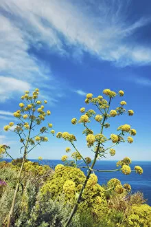 Giant fennel - Italy, Sicily, Messina, Eolian Islands, Stromboli, south shore