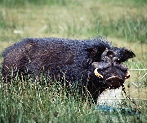 A giant hog A giant hog