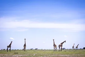 Giraffe herd, Nxai Pan National Park, Botswana Giraffe herd, Nxai Pan National Park, Botswana