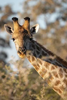 Giraffe, Moremi Game Reserve, Okavango Delta, Botswana Giraffe, Moremi Game Reserve, Okavango Delta, Botswana