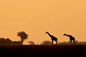Giraffe silhouettes, Chobe River, Chobe National Park, Botswana