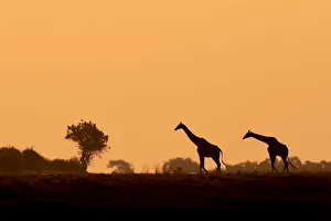 Giraffe silhouettes, Chobe River, Chobe National Park, Botswana Giraffe silhouettes, Chobe River, Chobe National Park, Botswana