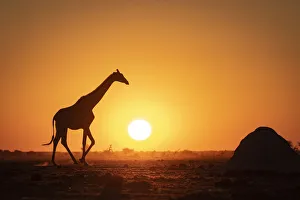 Giraffe sunset silhouette, Nxai Pan National Park, Botswana Giraffe sunset silhouette, Nxai Pan National Park, Botswana