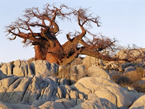 A gnarled baobab tree grows among rocks at Kubu Island A gnarled baobab tree grows among rocks at Kubu Island