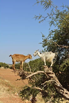 Archaeological Site of Volubilis Gallery: Goats on an Argan tree. Argan oil has become a fashionable product in Europe and North