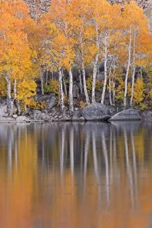 Images Dated 7th October 2014: Golden coloured fall foliage and reflections on the shores of Intake 2 lake in the Eastern Sierras