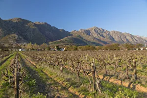 Grape vines, Franschhoek, Western Cape, South Africa Grape vines, Franschhoek, Western Cape, South Africa