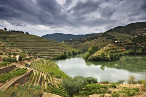 Grapes harvest along the river Tedo, a tributary of the river Douro Grapes harvest along the river Tedo, a tributary of the river Douro