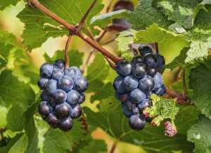 Grapes on the Vineyard of the Salentein Winery, Tunuyan Department, Mendoza Province Grapes on the Vineyard of the Salentein Winery, Tunuyan Department, Mendoza Province