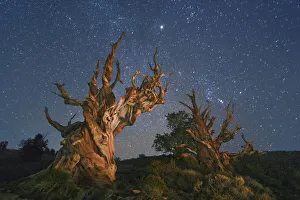 Great Basin bristlecone pine and star sky in the White Mountains - USA, California, Inyo Great Basin bristlecone pine and star sky in the White Mountains - USA, California, Inyo