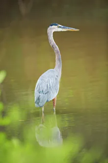 Great blue heron (Ardea herodias) looking for food, Sanibel Island, J.N Great blue heron (Ardea herodias) looking for food, Sanibel Island, J.N
