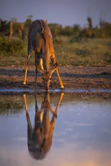 Greater Khudu, Khwai River, Okavango Delta, Botswana Greater Khudu, Khwai River, Okavango Delta, Botswana