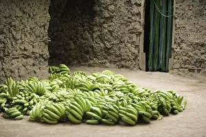 Green bananas, Mto wa Mbu village, Tanzania Green bananas, Mto wa Mbu village, Tanzania