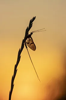 Green drake mayfly (Ephemera danica) at sunset, River Frome, Dorchester, Dorset, England Green drake mayfly (Ephemera danica) at sunset, River Frome, Dorchester, Dorset, England