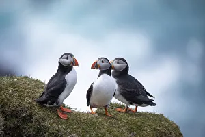 A group of three Atlantic Puffinss standing on the grass in the island of Mykines. Faroe Islands A group of three Atlantic Puffinss standing on the grass in the island of Mykines. Faroe Islands