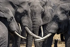 A group of bull African elephants congregate around a waterhole, Serengeti National Park A group of bull African elephants congregate around a waterhole, Serengeti National Park