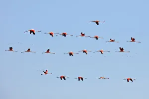 A group of Chilean flamingos flying in the skyes of Laguna Mar Chiquita (Mar de Ansenuza) A group of Chilean flamingos flying in the skyes of Laguna Mar Chiquita (Mar de Ansenuza)