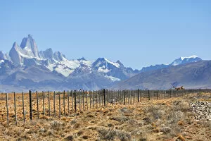 Cerro Gallery: Guanacos crossing a fence inside Los Glaciares National Park