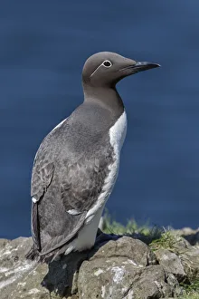 Guillemot on the cliffs, Isle of Lunga, Treshnish Isles, Scotland, Europe Guillemot on the cliffs, Isle of Lunga, Treshnish Isles, Scotland, Europe