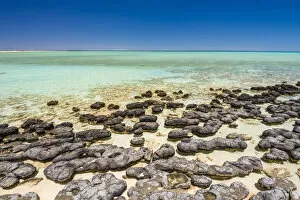 Images Dated 27th January 2017: Hamelin Pool Marine Nature Reserve, Shark Bay, Gascoyne region, Western Australia