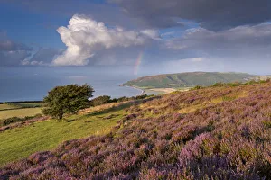 Heather covered moorland on Porlock Common, overlooking Porlock Bay, Exmoor, Somerset Heather covered moorland on Porlock Common, overlooking Porlock Bay, Exmoor, Somerset