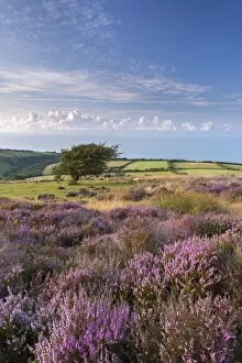 Images Dated 6th August 2014: Heather in flower on Porlock Common, Exmoor National Park, Somerset, England. Summer