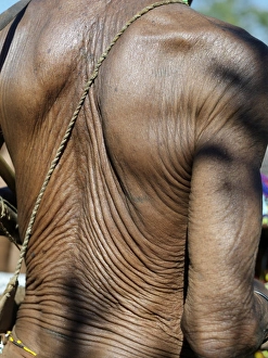 The heavily wrinkled skin of a very old N The heavily wrinkled skin of a very old N