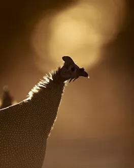 Related Images Gallery: Helmeted Guinea Fowl, Kalahari Desert, Botswana