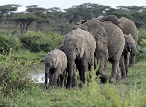 A herd of elephants moves in single file A herd of elephants moves in single file