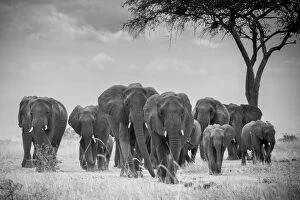 Serengeti National Park Collection: Herd of elephants walking, with acacia tree, Serengeti National Park, Tanzania