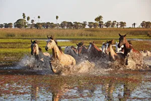 A herd of horses crosses a lagoon of the Estancia Buena Vista at sunset, Esquina, Corrientes, Argentina A herd of horses crosses a lagoon of the Estancia Buena Vista at sunset, Esquina, Corrientes, Argentina