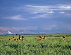 A herd of Lelwels Kongoni, or Hartebeest, in the lush grasslands of Garamba National Park in Northern A herd of Lelwels Kongoni, or Hartebeest, in the lush grasslands of Garamba National Park in Northern