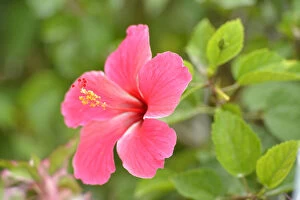 Images Dated 22nd May 2013: Hibiscus Flower, Belize City, Belize, Central America