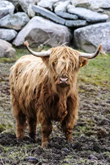 Highland cattle, Harris, Hebrides, Scotland Highland cattle, Harris, Hebrides, Scotland