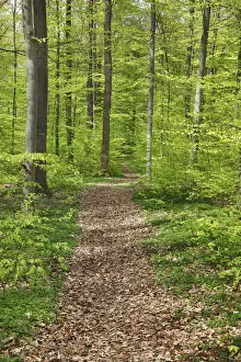 Stuttgart Gallery: Hiking trail in beech forest - Germany, Baden-Wurttemberg, Stuttgart, Esslingen