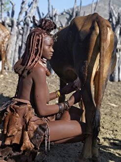 Images Dated 14th June 2006: A Himba woman milks a cow in the stock enclosure close to her home