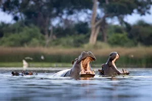 Hippo displays, Moremi Game Reserve, Okavango Delta, Botswana Hippo displays, Moremi Game Reserve, Okavango Delta, Botswana