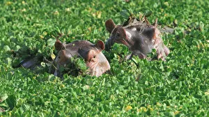 Lake Manyara Collection: Hippopotamus (Hippopotamus amphibius) in Lake Manyara, Tanzania