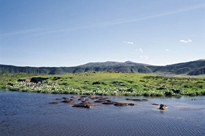 Hippos wallow in a lake in the Ngorongoro Crater Hippos wallow in a lake in the Ngorongoro Crater