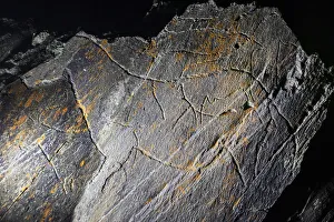 Two horses and two male ibex (Upper Paleolithic) Two horses and two male ibex (Upper Paleolithic)