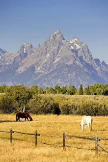 Images Dated 14th September 2008: Horses and Teton Mountain Range, Grand Teton National Park, Wyoming, USA