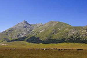 Horses at Vado di Sole, Campo Imperatore, Gran Sasso National Park, Abruzze, Italy Horses at Vado di Sole, Campo Imperatore, Gran Sasso National Park, Abruzze, Italy