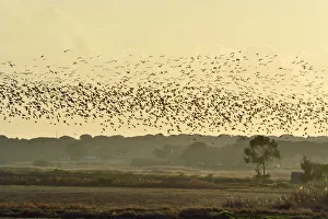 A huge flock of Glossy Ibis (Plegadis falcinellus) flying over a rice field at the A huge flock of Glossy Ibis (Plegadis falcinellus) flying over a rice field at the