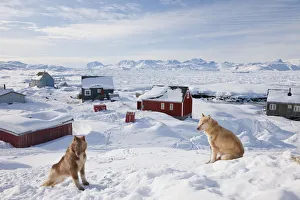 Huskies, Tiniteqilaq in winter, E. Greenland Huskies, Tiniteqilaq in winter, E. Greenland