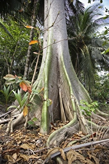 I dont know what the name of this tree is Sao Tome I dont know what the name of this tree is Sao Tome